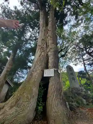 大井神社の自然