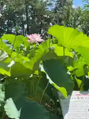 白山神社(新潟県)