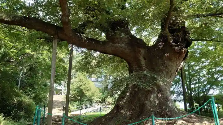 新田神社の自然