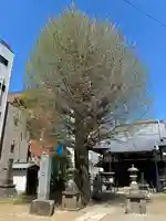 成田山不動大教会(東京都)