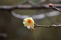 開成山大神宮の自然