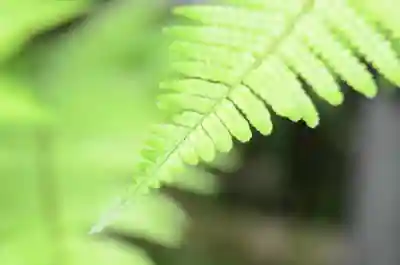 祇王寺(京都府)