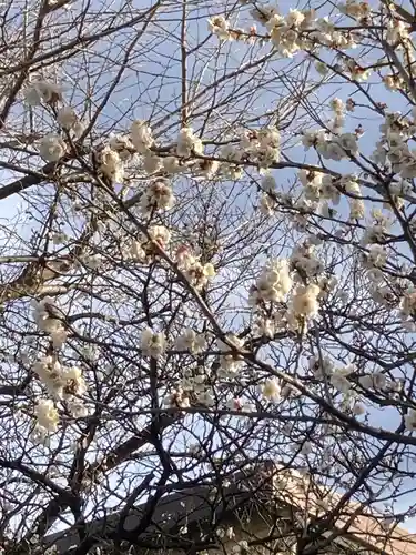 千住本氷川神社の自然