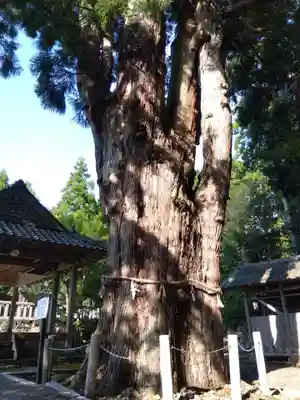 加茂神社の自然