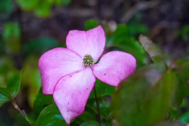 尻岸内八幡神社(北海道)