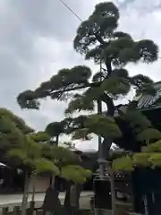 題経寺（柴又帝釈天）(東京都)