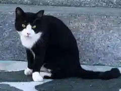 由良湊神社の動物