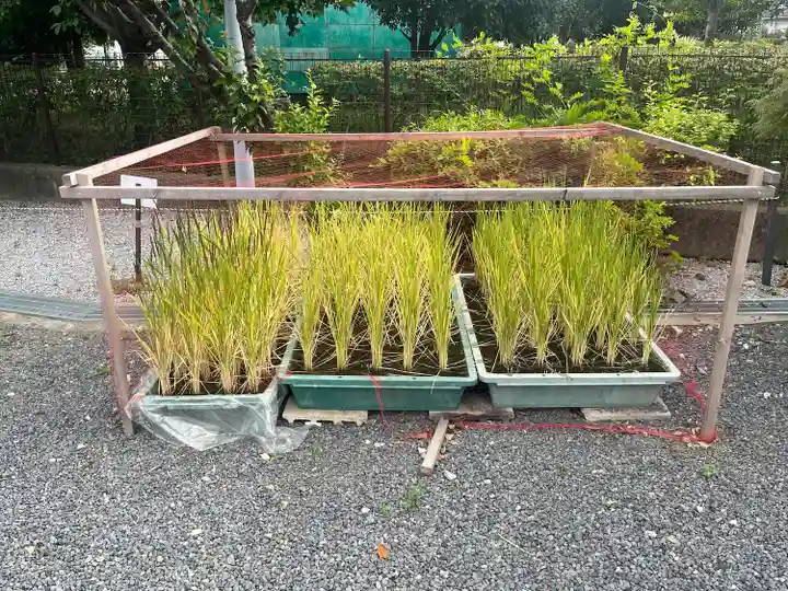 朝日氷川神社(埼玉県)