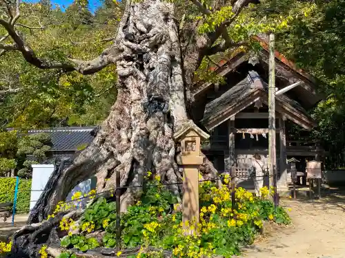 出雲大社の自然