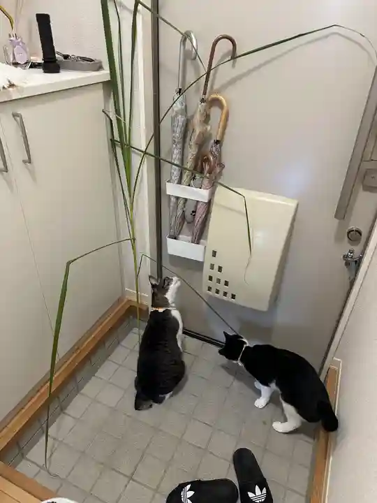 足立山妙見宮(御祖神社)(福岡県)