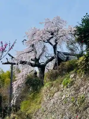 地蔵院の{uncategorized: "未分類", other: "その他", undefined: "問題あり", building: "その他建物", grave: "お墓", sacred_gate: "鳥居", guardian: "狛犬", statue: "像", buddha: "仏像", history: "歴史", nature: "自然", garden: "庭園", animal: "動物", pagoda: "塔", temizu: "手水舎", mountain_gate: "山門・神門", sanctuary: "本殿・本堂", subordinate: "末社・摂社", art: "芸術", scenery: "景色", jizo: "地蔵", ema: "絵馬", goshuin: "御朱印", omikuji: "おみくじ", items: "授与品その他", amulet: "お守り", goshuincho: "御朱印帳", eats: "食事", festival: "お祭り", votive_dance: "神楽", shichigosan: "七五三参", wedding: "結婚式", experience: "体験その他", initially: "初詣", around: "周辺", anti_infection: "感染症対策"}