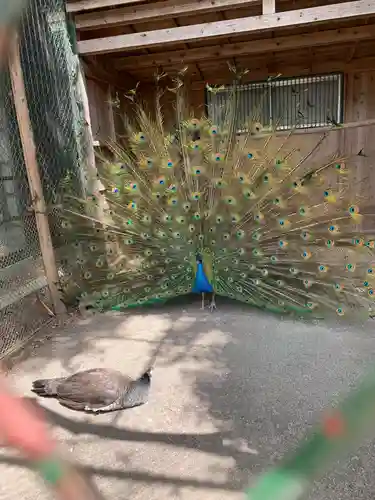 岩槻久伊豆神社の動物