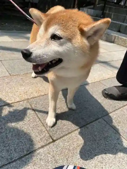彌彦神社 (伊夜日子神社)の動物