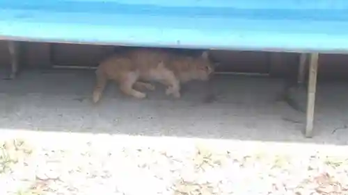 椿堂　遍照院(大分県)