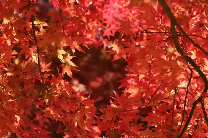 国宝 大法寺の自然