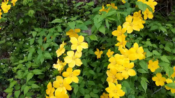 湯泉神社の自然