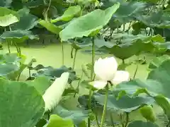 青麻神社の自然