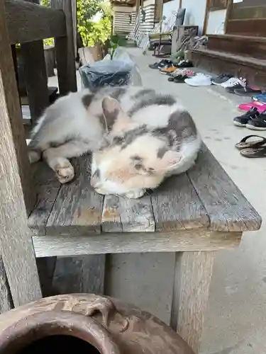 一心寺・一心禅寺の動物