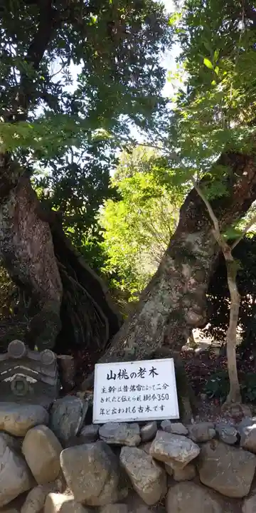 勧修寺の自然