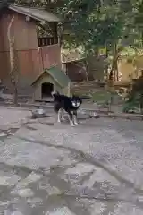 玉野御嶽神社の動物