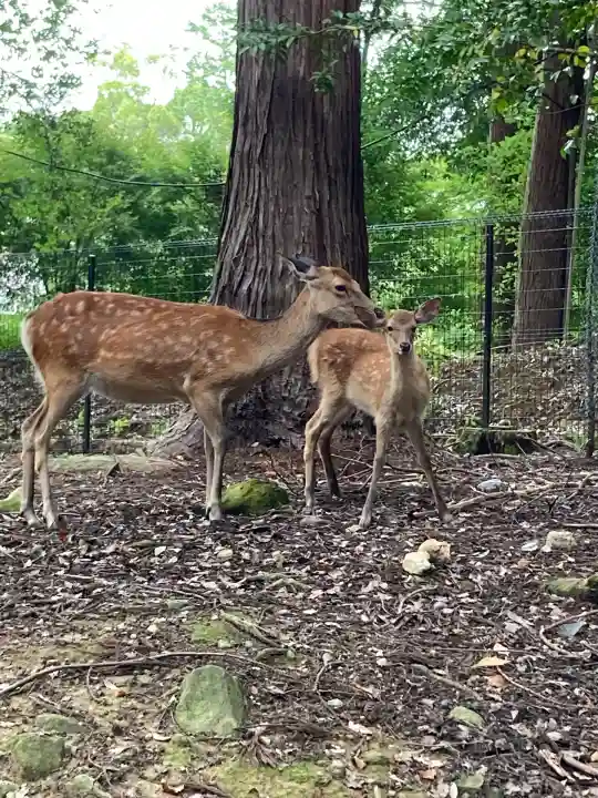 春日大社(奈良県)