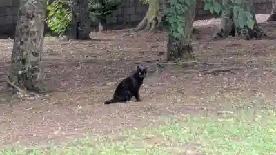 鹿追神社の動物