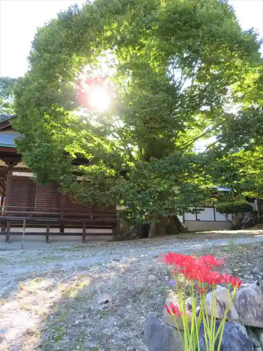 賀羅加波神社の自然