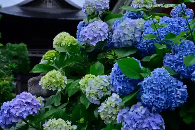 高幡不動尊　金剛寺(東京都)