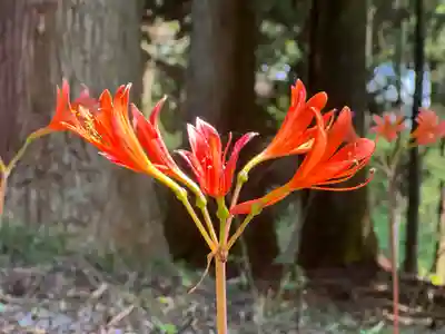 山宮浅間神社(静岡県)