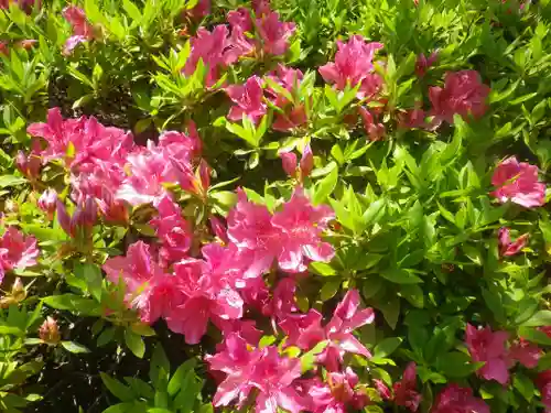 浄光明寺の自然