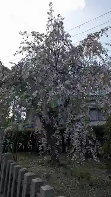 六孫王神社(京都府)