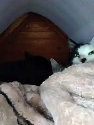 御誕生寺（猫寺）(福井県)