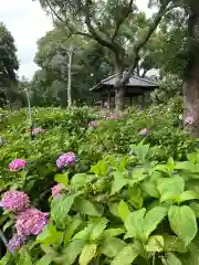 藤森神社の自然