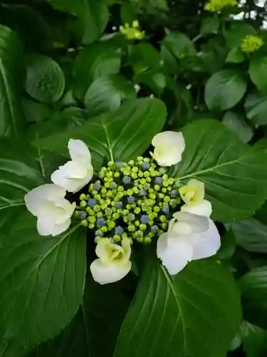 妙法寺(東京都)
