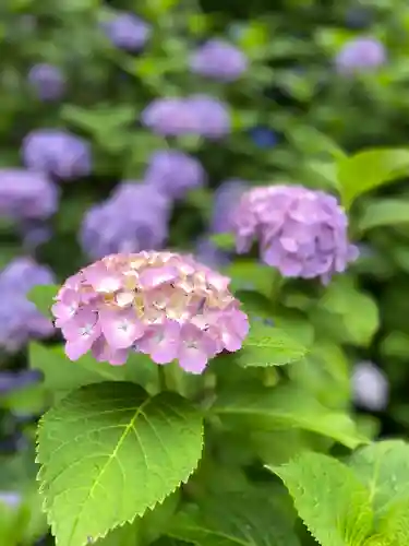 大縣神社の自然