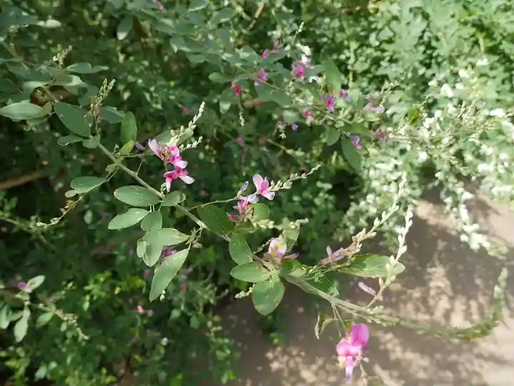 龍眼寺(萩寺)の自然