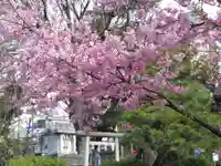 鳩森八幡神社の自然