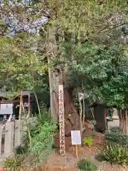 佐野赤城神社の自然