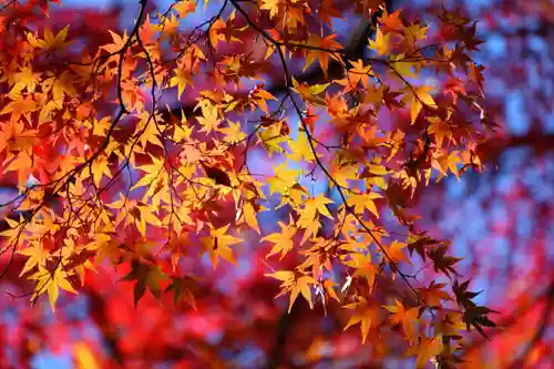 日吉神社の自然