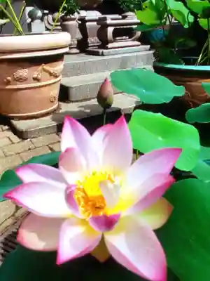 宗延寺(東京都)