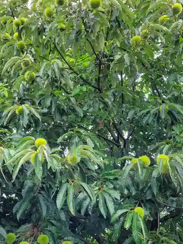 武蔵國八海山神社の自然