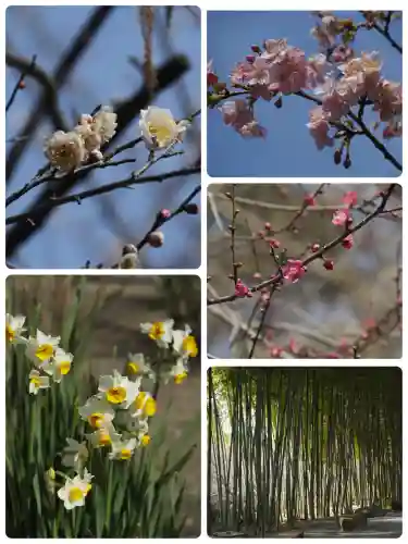 建長寺の{uncategorized: "未分類", other: "その他", undefined: "問題あり", building: "その他建物", grave: "お墓", sacred_gate: "鳥居", guardian: "狛犬", statue: "像", buddha: "仏像", history: "歴史", nature: "自然", garden: "庭園", animal: "動物", pagoda: "塔", temizu: "手水舎", mountain_gate: "山門・神門", sanctuary: "本殿・本堂", subordinate: "末社・摂社", art: "芸術", scenery: "景色", jizo: "地蔵", ema: "絵馬", goshuin: "御朱印", omikuji: "おみくじ", items: "授与品その他", amulet: "お守り", goshuincho: "御朱印帳", eats: "食事", festival: "お祭り", votive_dance: "神楽", shichigosan: "七五三参", wedding: "結婚式", experience: "体験その他", initially: "初詣", around: "周辺", anti_infection: "感染症対策"}