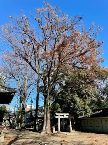 丸子山王日枝神社(神奈川県)
