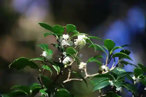 阿久津「田村神社」（郡山市阿久津町）旧社名：伊豆箱根三嶋三社の自然