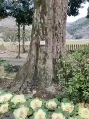 新宮八幡神社の自然