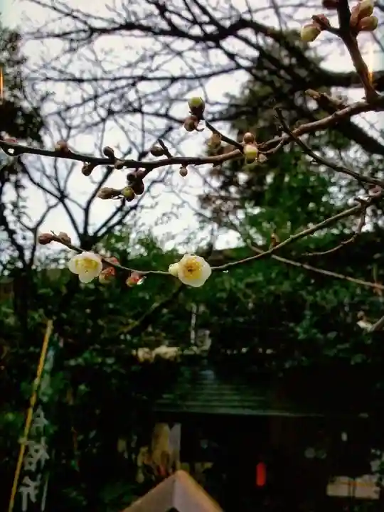 阿佐ヶ谷神明宮(東京都)