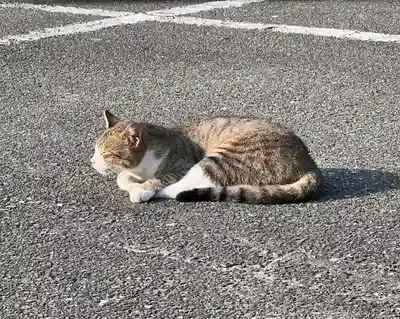 厳原八幡宮神社の動物