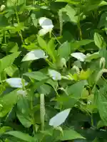 牛嶋天満宮の自然