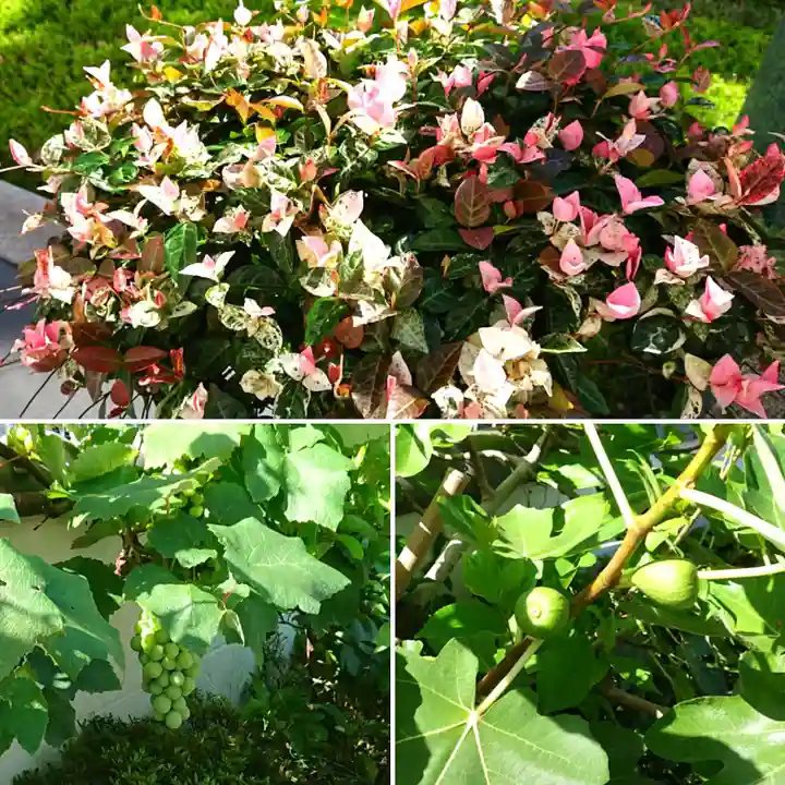 寿量山 速成寺の自然