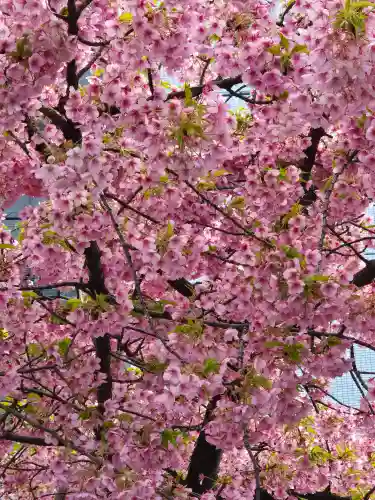 桜神宮(東京都)